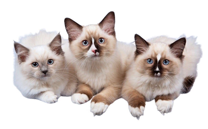 3 Ragdoll kittens in a row on blue background