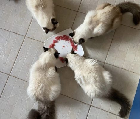 Four Ragdoll Kittens eating together