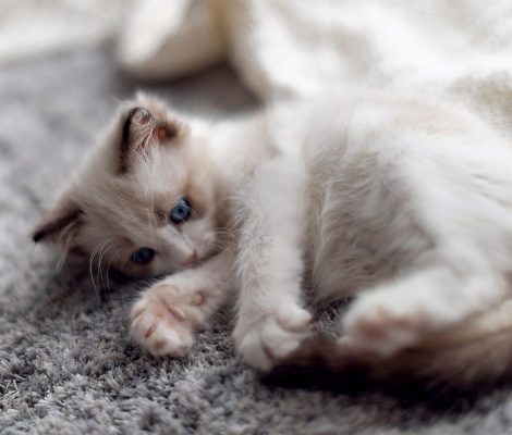 Cute Ragdoll kitten playing home